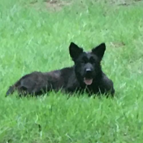 강서구에서 목격했음(흑구 진도 믹스)