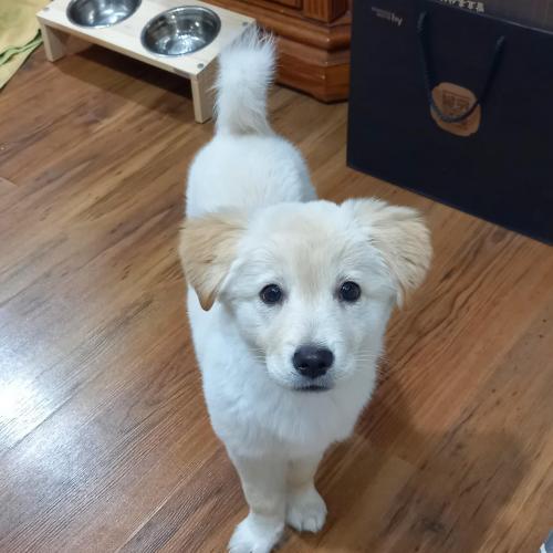 래브라도 리트리버(3~4개월)