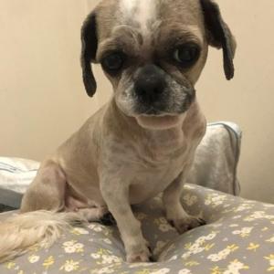 강아지를 찾습니다