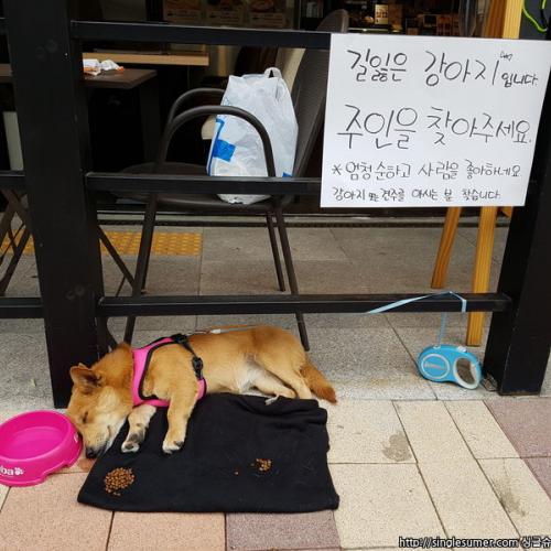 김포 운양동 래미안2차입니다 웰시코기외모에 1살 추정되는 여아입니다