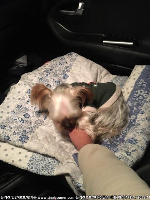 경기 화성시 남양읍 부근에서 발견한 요크셔테리어 보호중입니다.