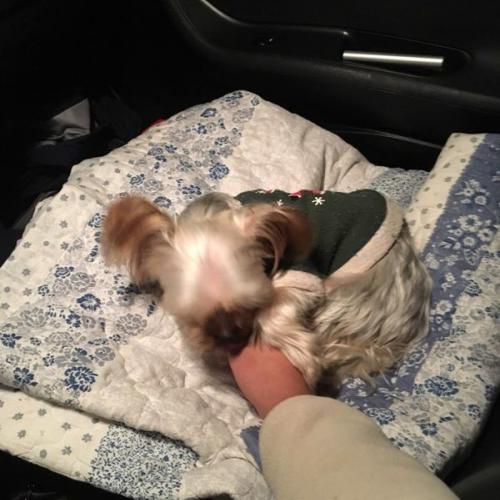 경기 화성시 남양읍 부근에서 발견한 요크셔테리어 보호중입니다.