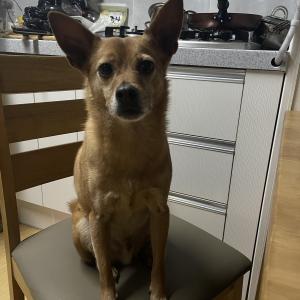 서울시 금천구 독산동 독산고개 갈색 믹스견 찾습니다