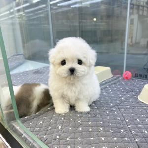 🫧[35만원] 몽글몽글 비숑이 가족을 기다려요🫧