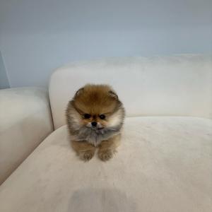 모량이 빵빵한 세이블포메라니안 분양합니다!