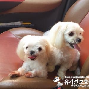 강아지가 가출을 했어요!!!