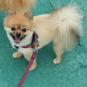 오산시 갈색 미용한 포메라니안 찾습니다.