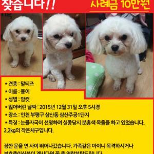 인천 부평구 삼산동 말티즈 여아 찾습니다..