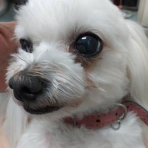 양재역 인근 말티즈 잃어버렸습니다