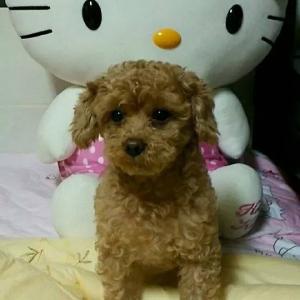 경기도 부천 갈색푸들 암컷을 잃어버렸습니다