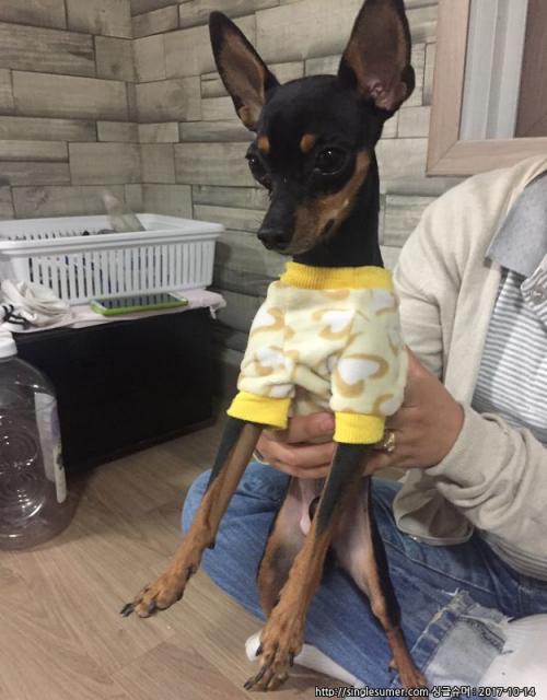 일산동구 식사동/미니핀 보호중