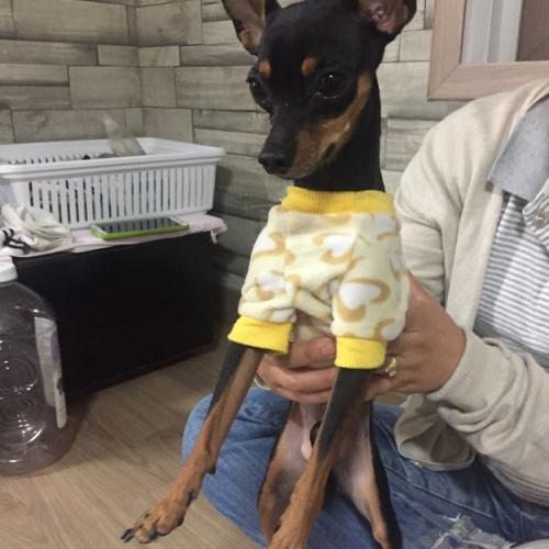 일산동구 식사동/미니핀 보호중