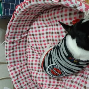 강아지를 찾습니다