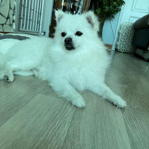 강아지 찾습니다.