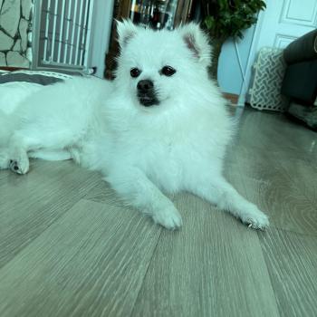 강아지 찾습니다.