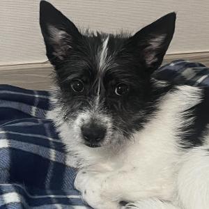 경기도 시흥 믹스견 오레오를 찾아주세요