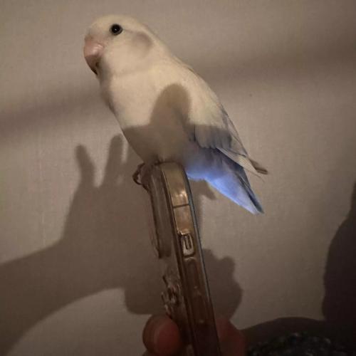 전주 호성동 주공아파트에서 모란앵무 잃어버렸습니다..