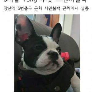 프렌치불독 수컷 찾습니다