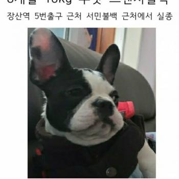 프렌치불독 수컷 찾습니다