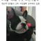 프렌치불독 수컷 찾습니다