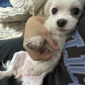 말티즈 강아지 찾습니다