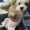 말티즈 강아지 찾습니다