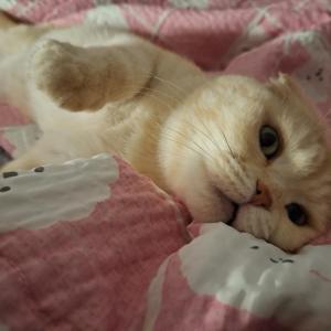 폴드 송림동 고양이를 찾습니다