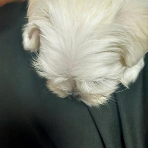 말티즈 여아 유료 분양 합니다(2개월)