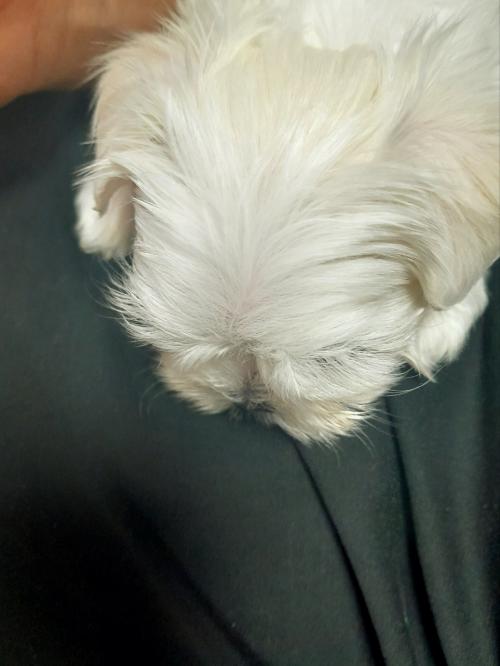 말티즈 여아 유료 분양 합니다(2개월)