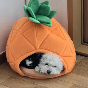 비숑 남아 5살