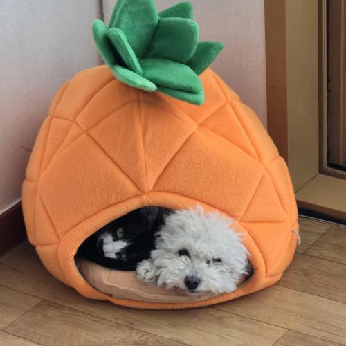 비숑 남아 5살