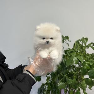 모량빵빵 화이트포메라니안 소개해영~~