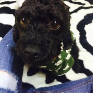 경북 김천에서 검정색 암컷 푸들강아지를 찾습니다