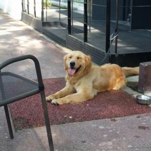 전주 호성동 부근 골드리트리버 여자아이