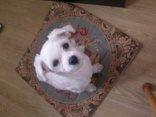 말티즈 남아주인찾아요