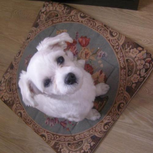 말티즈 남아주인찾아요