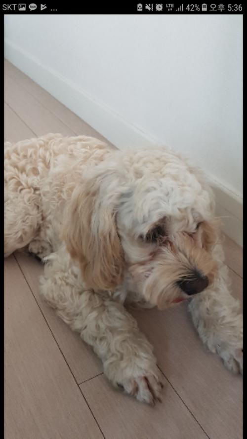 크림색 코카스파니엘 보호중입니다