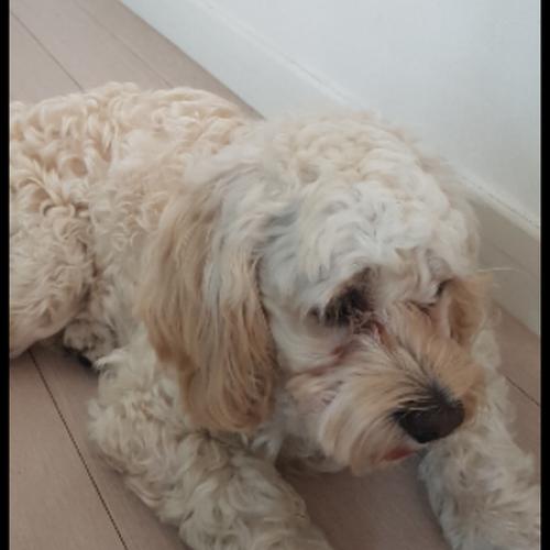 크림색 코카스파니엘 보호중입니다