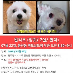 광주 사랑이를 찾아요.