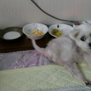 강아지를 찾습니다