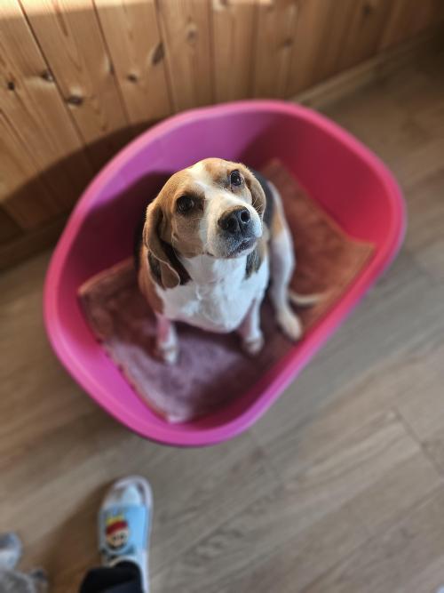 개인사정으로 분양합니다