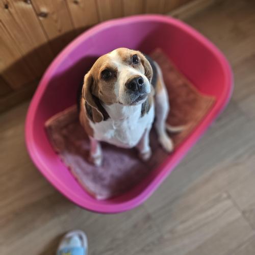 개인사정으로 분양합니다