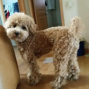 크림푸들(황토색) 찾습니다