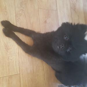 블랙포메라니안 찾아요