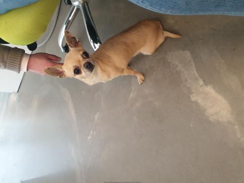 베이지색 치와와 여아 보호중입니다