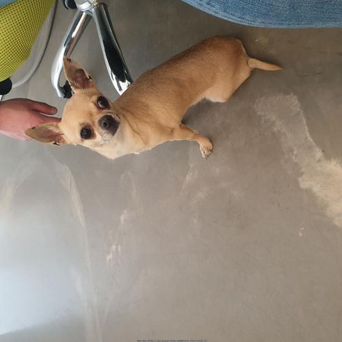 베이지색 치와와 여아 보호중입니다