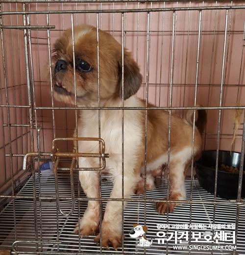천안유기동물보호소에 있는 시츄남아 분양합니다~