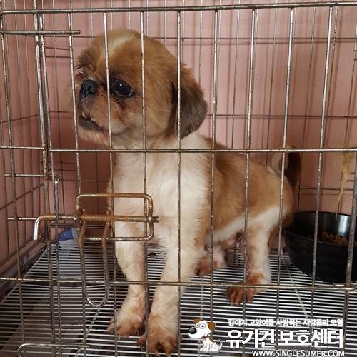 천안유기동물보호소에 있는 시츄남아 분양합니다~