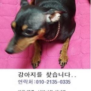 미니핀 달래 강아지 찾씀니다...