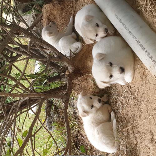 진돗개믹스견 강아지생후90일무료분양